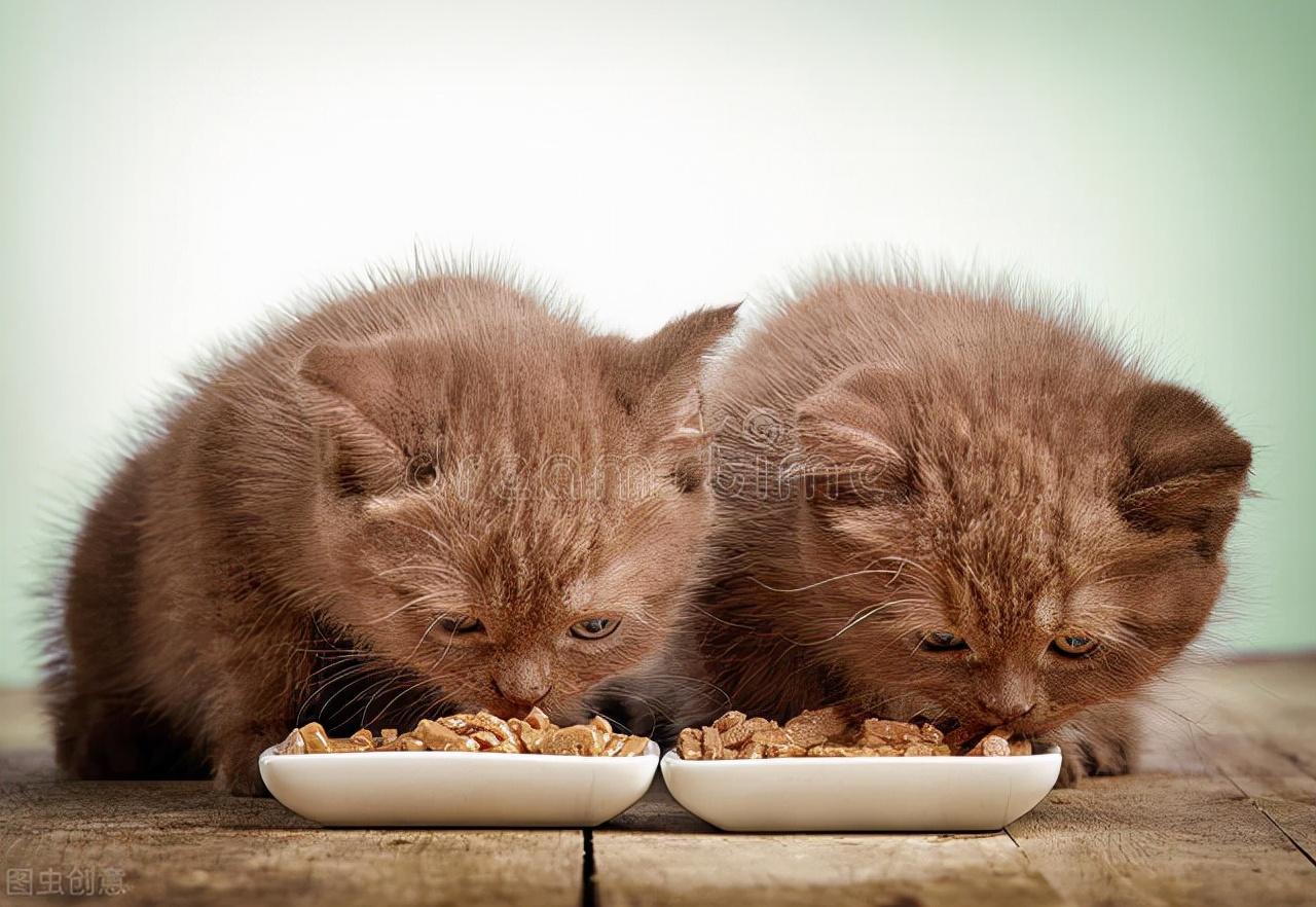 猫一直吃一个牌子的猫粮好吗（一款猫粮吃多久建议更换）