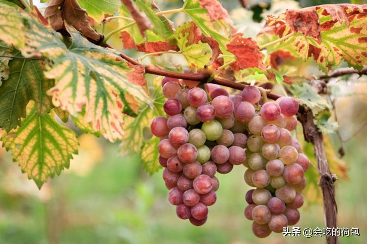 中国十大葡萄品种排名（全国哪种葡萄最好吃又出名）