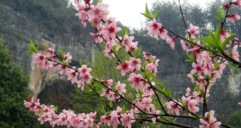 6个描写桃花的千古名句赏析,大林寺桃花的诗和诗意