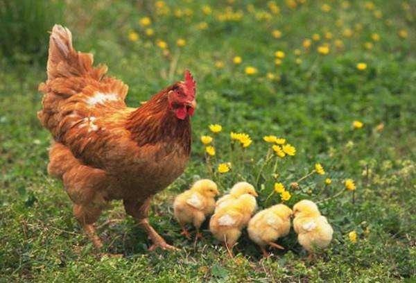 了解鸡尖犯的含义和来源,鸡肉发红是怎么回事 鸡肉发红能吃吗