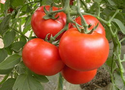 西红柿相克食物中毒,番茄相克食物中毒