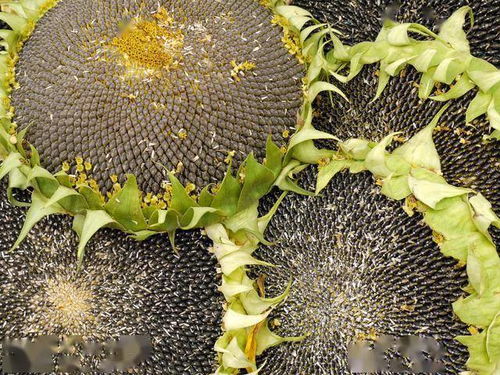  向日葵种植技术与管理,向日葵栽培技术。 第5张