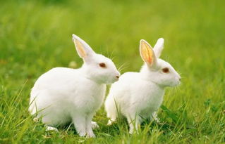 兔子住在哪里,小白兔经常住在哪？