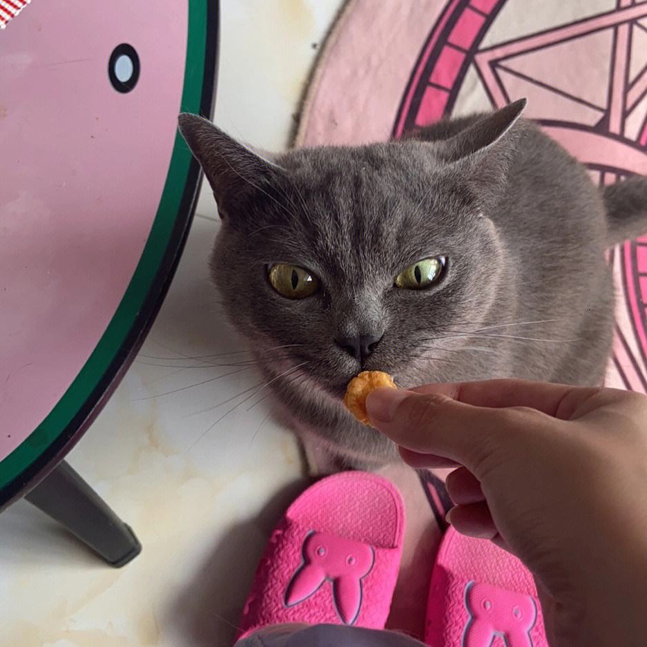 猫咪可以吃红薯吗(猫吃红薯有什么好处)  第1张